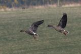 Pink-footed Geese