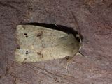 Twin-spotted Quaker (Anorthoa munda)