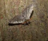 Yellow Horned (Achlya flavicornis)
