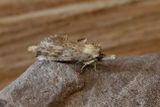 Pale Prominent (Pterostoma palping)