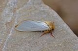 Ghost Moth (Hepialus humuli)