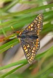 Marsh Fritillary (Euphydryas aurinia)