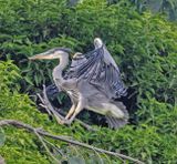 Grey Heron (juvenile)