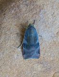 Lesser Broad-bordered Yellow Underwing