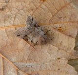 Brown-spot Pinion
