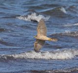 Sparrowhawk (female)