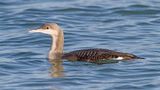 Black-throated  diver Gavia arctica polarni slapnik_MG_3848-111.jpg