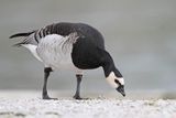 Barnacle goose Branta leucopis belolična gos_MG_5224-1111.jpg