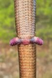 Everted hemipenis of glass lizard_20240906_180825-111.jpg