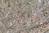 Thorns trni_MG_5626-111.jpg