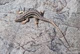 Mongolian Racerunner Eremias argus_20220809_134508-111.jpg