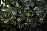 Witch Hazel