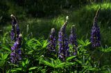 lupinus polyphyllus