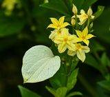 Dwarf Mussaenda  -Rublaceae-