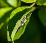Spilomelinae  -Poltgrammodes flavidalis-