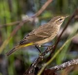 Palm Warbler  -Setophaga palmarum-  female