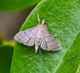 Herpetogramma phaeopteralis moth