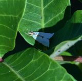 Milky Urola moth  -Argyria lacteela-