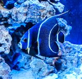 Blue Anglefish