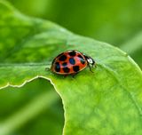 Spotted Lady Bug  -Coleomegilla maculata-