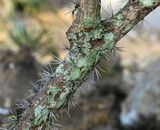 Leaf Cactus tree  -Leuenbergeria bleo-