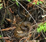 Cottonmouth  Water moccasin in a Florida swamp