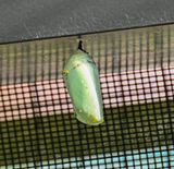 Monarch butterfly chrysalis