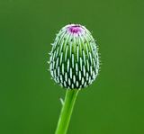 Thistle  about to open