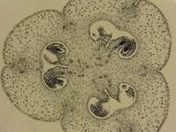 Lillium Ovary  -common Lilly-