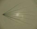 Dandylion  Fuzz  -Pappus-seeds-