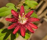 Lady Margaret Passion flower  -Passiflora incarnata-