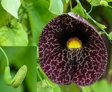 Dutchman Pipe vine  1 bud .. 10 flower