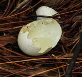 ..destroyed duck egg..  -in the woods-