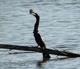 Anhinga swallowing a fish