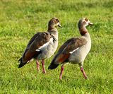 pair of Egyptian geese