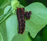 Polydamas butterfly caterpillars  -young & old-