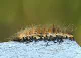 Formicidae Ants eating a Salt Marsh caterpillar