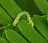 Inch Worm Moth  -caterpillar-