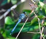 Little Blue Dragonfly  -Pachydiplax longpennis-  male