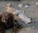 interesting driftwood