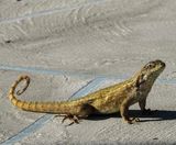 Northern Curly-tailed lizard  -Leiocephlus carinatus-