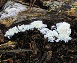 Slime mold