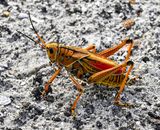 Giant Eastern Lubber grasshopper  2+