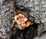 hard Tree Fungus