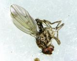 Vinegar Fly  -Drosophilidae-