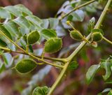 unripened Nickernut seed pods  -Guilandina bonduc-