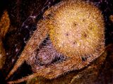Eriophora ravilla  -Orb weaver, female-