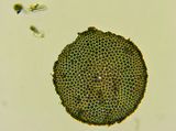 large marine Diatom