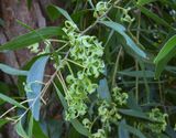 twisted seeds  -Earpod Wattie Acacia-