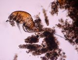 Cyclopolida